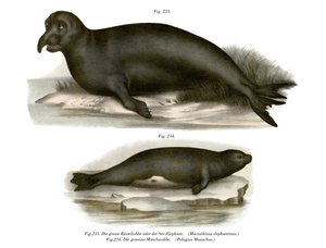 Olifantrob